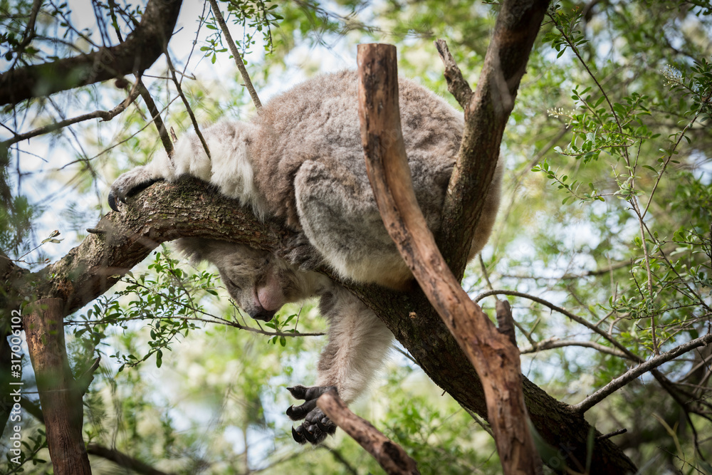 Fototapeta premium Koala is a native animal in Australia, this lives in Phillip Island in Victoria