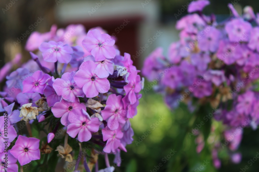 lilac flowers in the garden lilac flowers in the garden