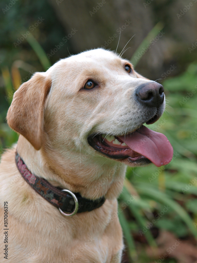 Labrador Dog Headshot