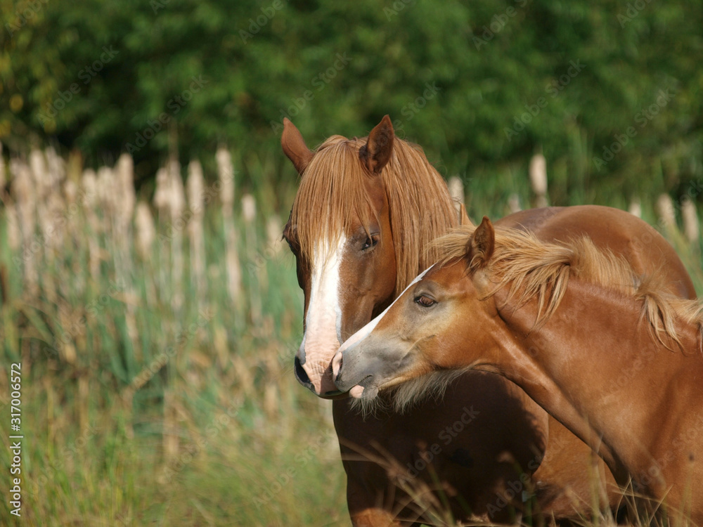 Fototapeta premium Beautiful Mare and Foal