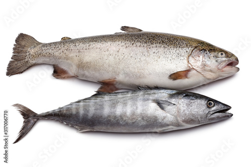 Fresh Bonito and Salmon fish isolated on white