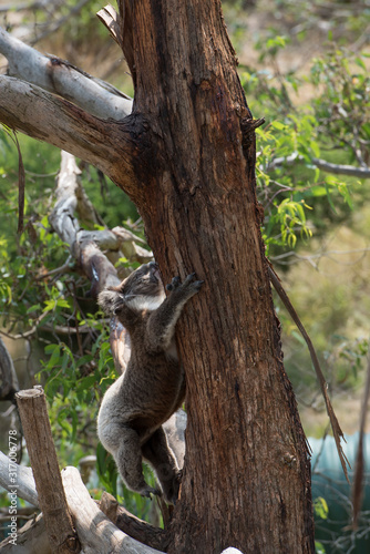 Koala is a native animal in Australia, this lives in Phillip Island in Victoria