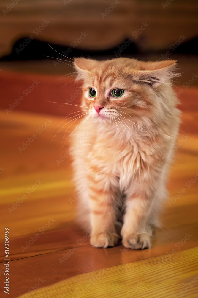 Kitty red on wooden background. Home cozy background. Redhead kitten with green eyes