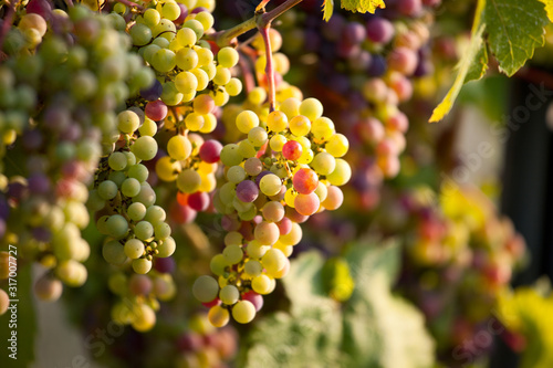 Grappe de raisin dans les vignes au soleil.