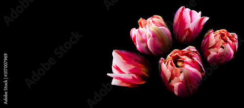 bukiet-jasnych-glow-kwitnacych-tulipanowych-kwiatow-rozu-na-czarnym-tle