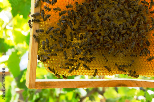 Closeup of active bees and queen bee on the honeycomb against green leaves