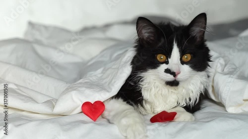 portrait of fluffy cat lies in bed with a red heart. Greetings to Valentine's Day, All Lovers' Day. Black and white cat on a white bed looking at the camera. slow motion