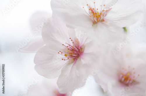 桜の花 クロースアップ ソメイヨシノ 桜2019_22s_00761(DSC_1461) © lemacpro