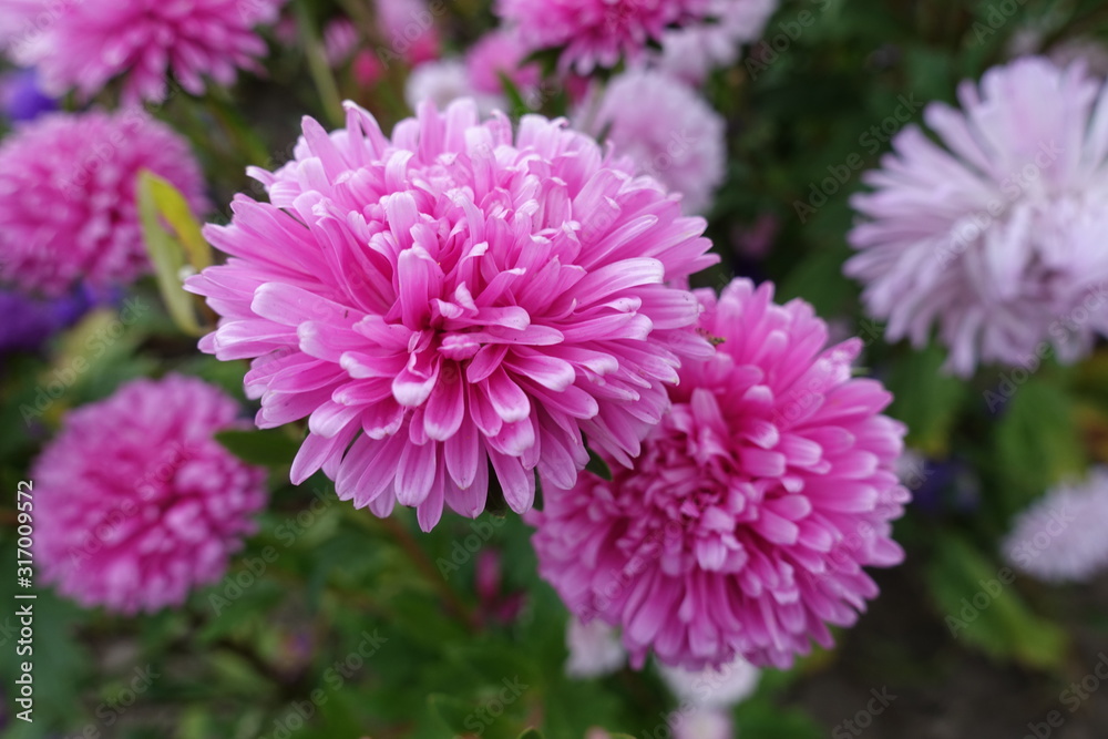 Rose pink flower heads of China aster Rose pink flower heads of China aster
