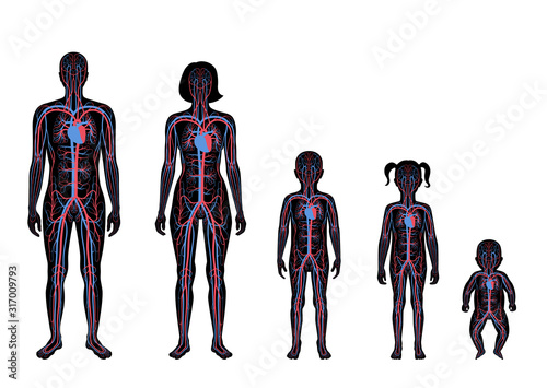 circulatory system anatomy