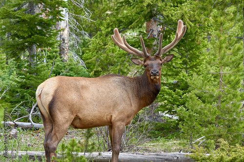 Elk grazing in Rocky Mountain National Park  Colorado