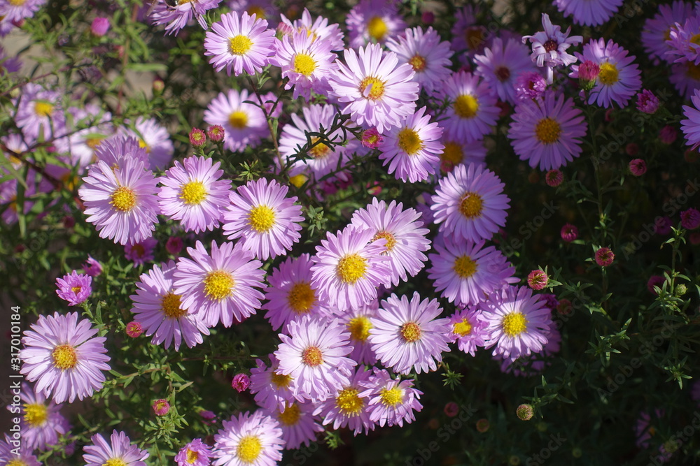 Tender pink flowers of Symphyotrichum dumosum in October Tender pink flowers of Symphyotrichum dumosum in October