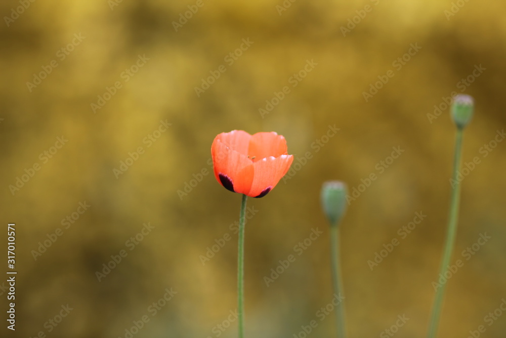 Obraz premium Spring garden roses and poppies