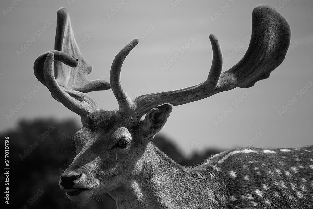 Red Deer in Grasslands Black and White