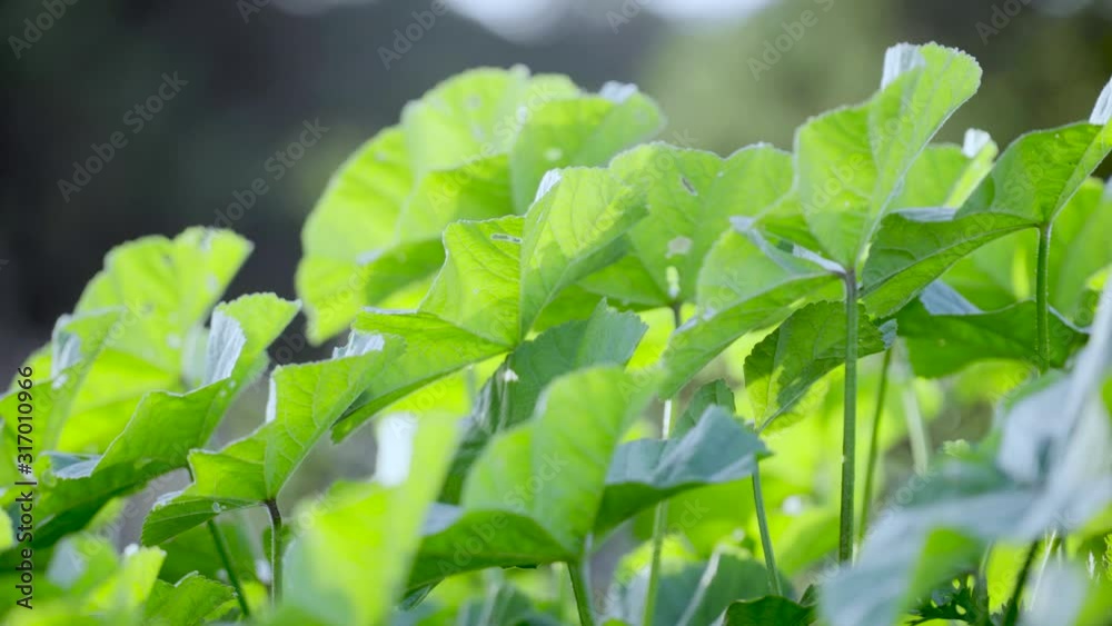 Little green leasves blowing in the wind Little green leasves blowing in the wind