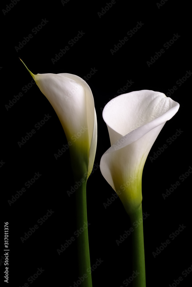 Calla Blume Blüte Zantedeschia Weiß Trauer Liebe Symbol Hochzeit Beerdigung  Reinheit exotisch Aronstabgewächse Araceae Afrika Zierpflanze ästhetisch  puristisch edel schön Pflanze Natur Floristik Flora Stock-foto | Adobe Stock