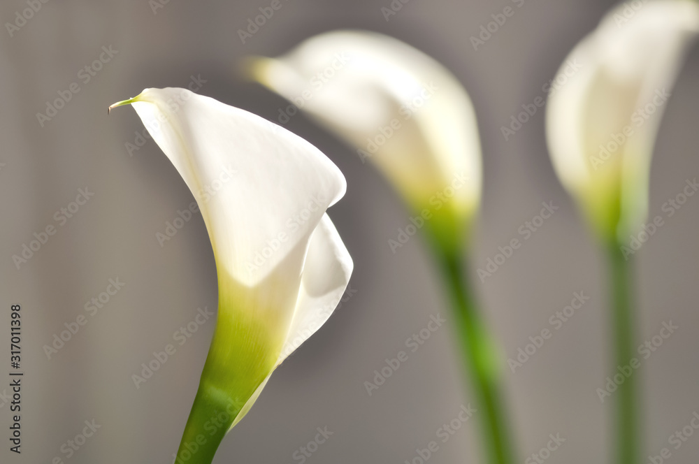 Calla Blume Blüte Zantedeschia Weiß Trauer Liebe Symbol Hochzeit