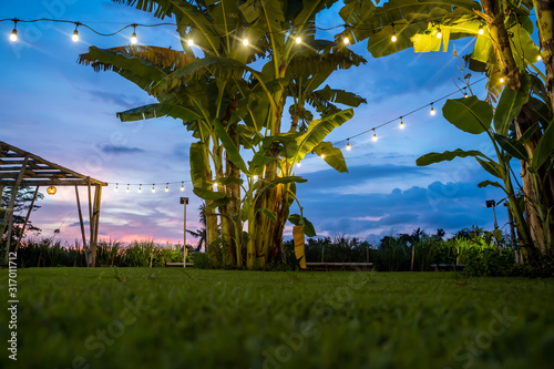 White light bulbs hanging from a string between palms in a green lawn garden photo