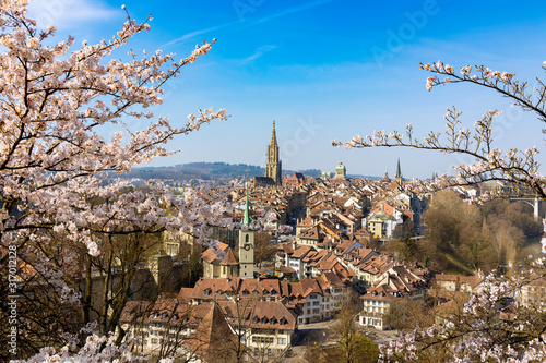 Sakura or cherry blossom flower in Spring season  with the landscape of old town,Bern city,Switzerland photo