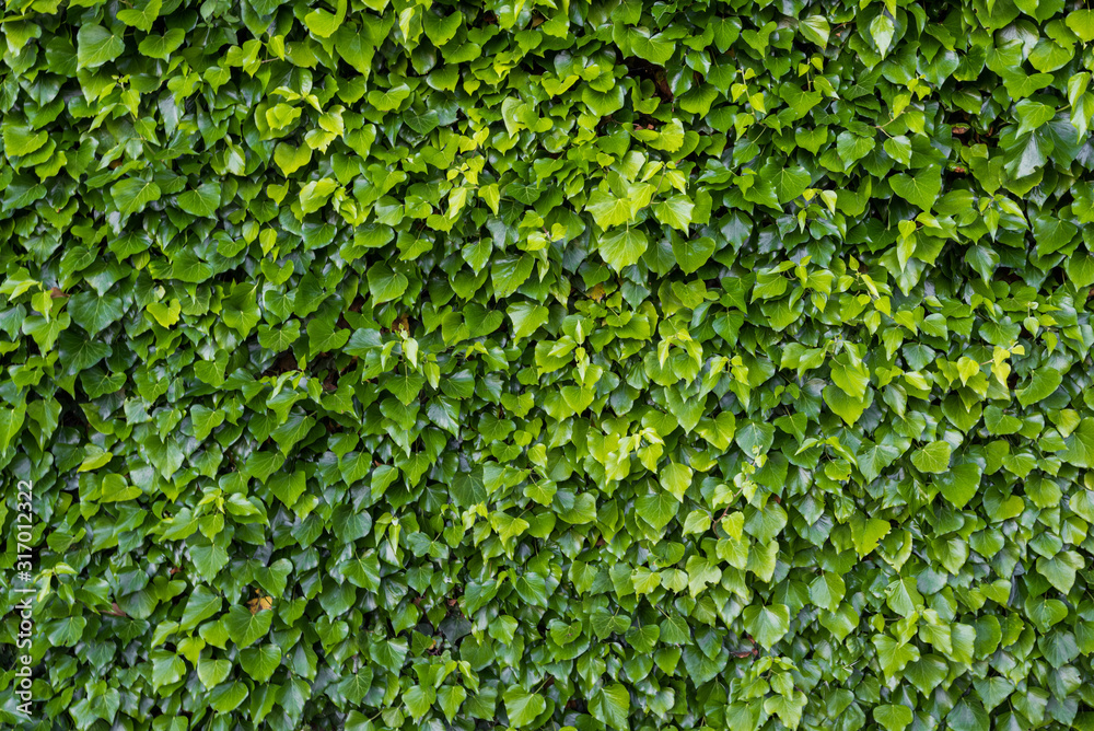 Leaves of ivy plant of a fence wall Leaves of ivy plant of a fence wall