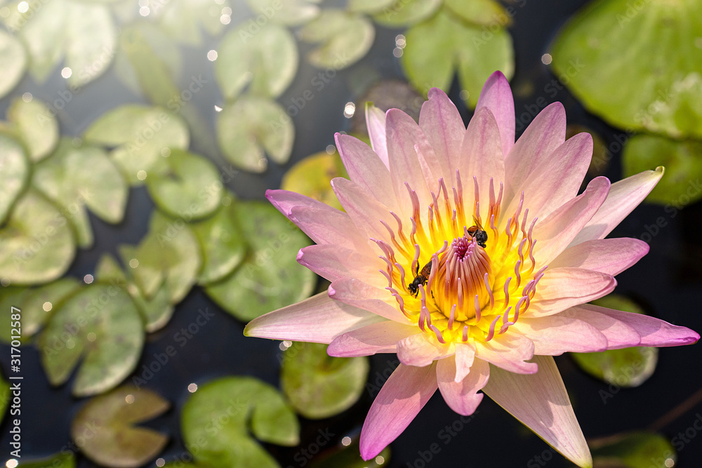 Lotus flower close up shot, Top view. Lotus flower close up shot, Top view.