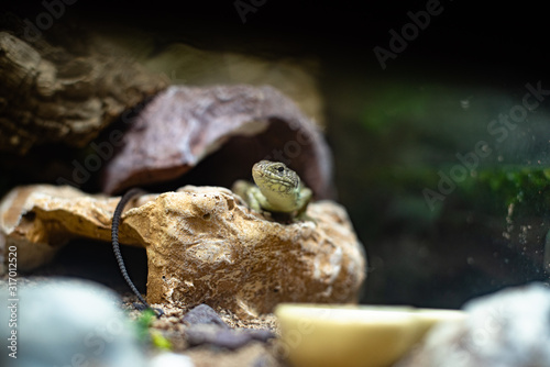 Green lizard long tail standing on a piece of wood dof sharp focus space for text macro reptile jungle aquarium home pet © Valentin