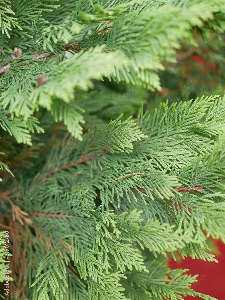 Beautiful branches of thuja without cones, which are used in traditional medicine. Evergreen coniferous tree of the cypress family on a Sunny summer day .