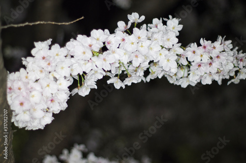 An electronic flash photographed cherry blossoms.