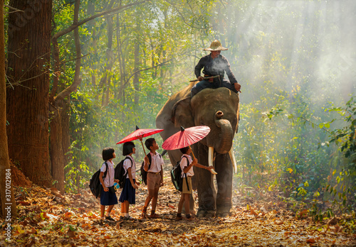 Mahout and student little asian in uniform are raising elephants on walkway in forest. Student little asian girl and boy singsong with him elephant, Tha Tum District, Surin, Thailand.