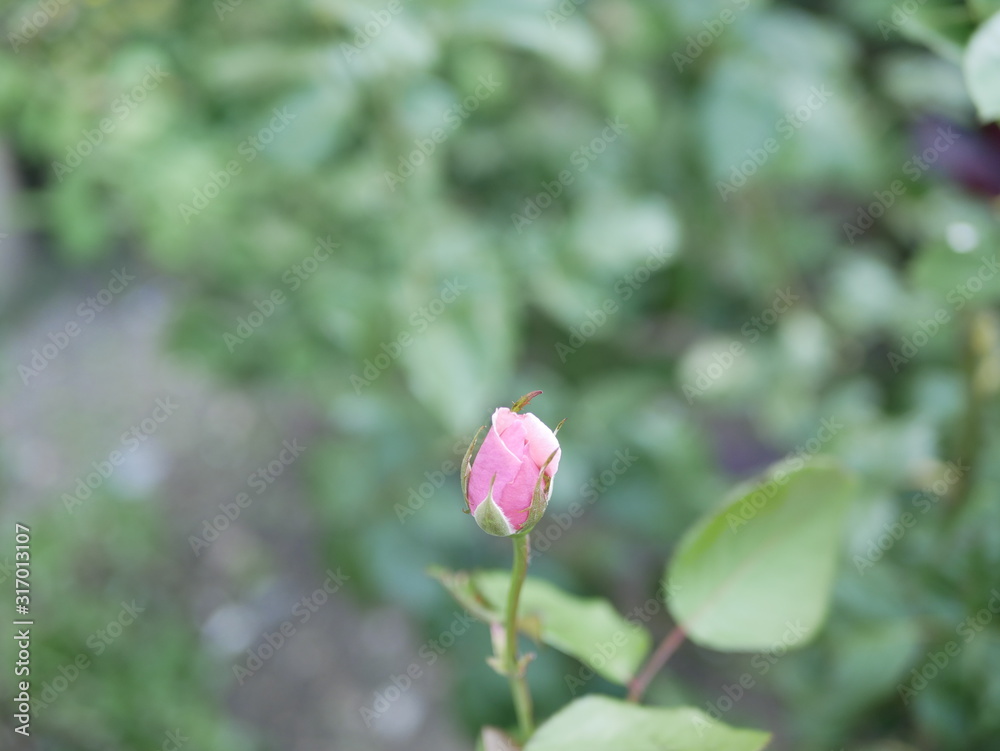 A small pink rose Bud on a background of green leaves in the garden on a summer evening. The evening scent of flowers.