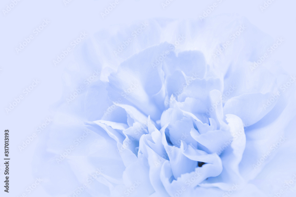 Blue large peony bud or cloves on a blue background as a blank for advertising text Blue large peony bud or cloves on a blue background as a blank for advertising text