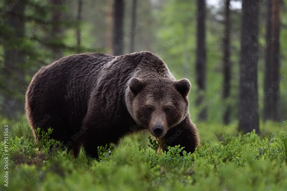 brown bear powerful pose in forest brown bear powerful pose in forest
