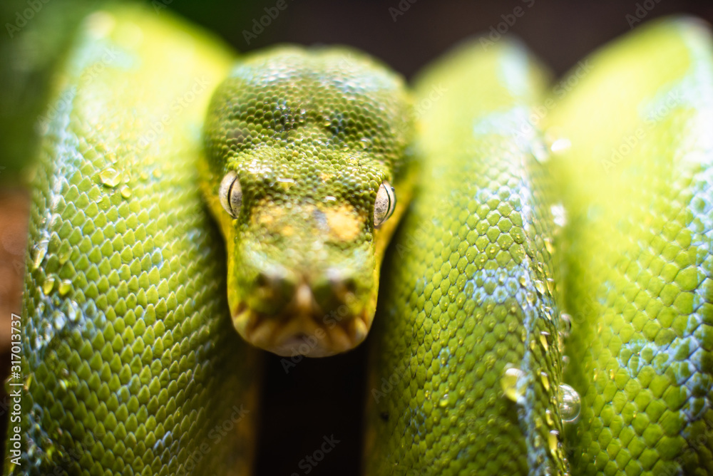 Green Tree Python Eye