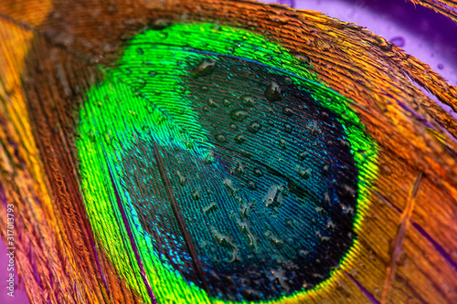 Peacock feather - colorful, bright, light and exotic. Macro photography. Natural beauty of nature. Background.