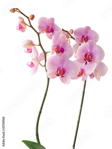 pink flowers of orchid Phalaenopsis close up