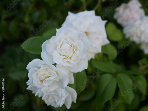 A few small blooming white rose flowers on a background of green leaves in the garden on a summer evening. The evening scent of flowers. © Vladimir Kazachkov
