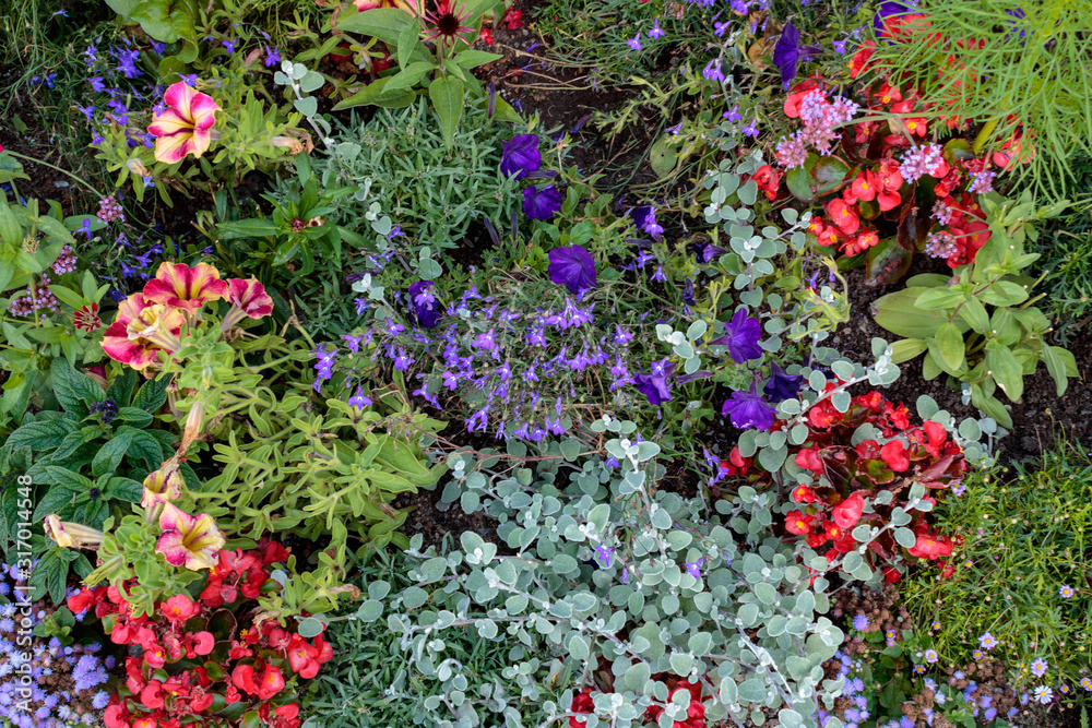Colorful flowerbed with different flowers in the garden, full frame Colorful flowerbed with different flowers in the garden, full frame
