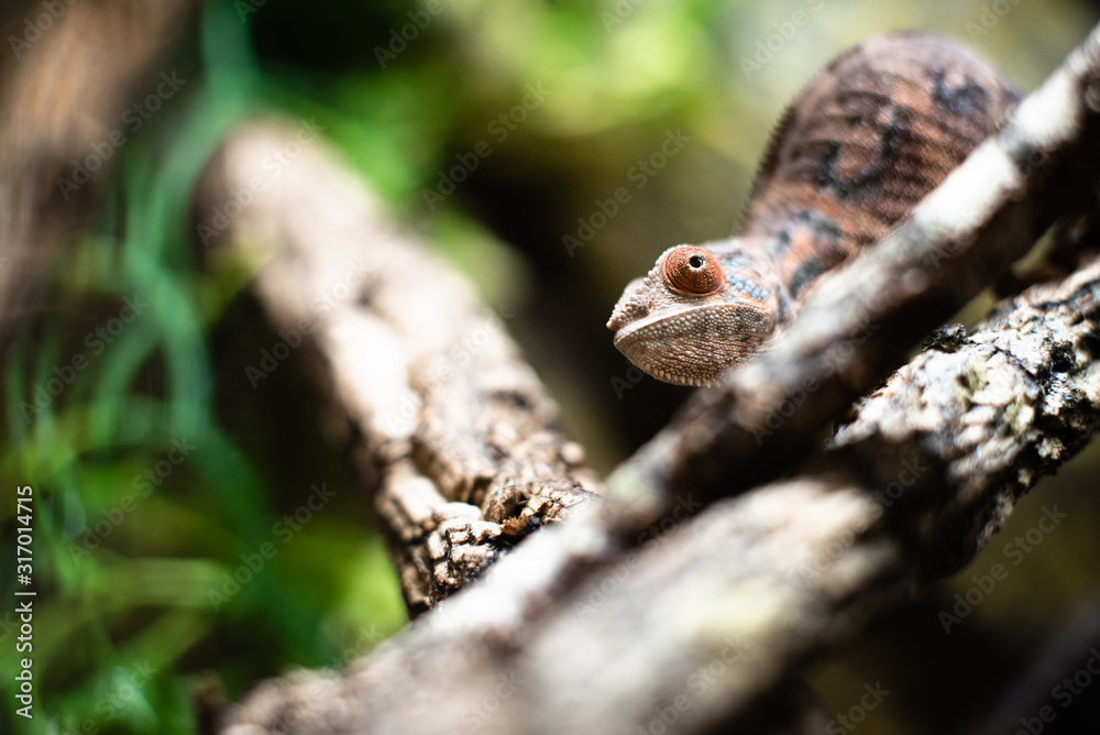 Chameleons lizard on stick stone walking looking eyes dof sharp focus space for text macro reptile jungle aquarium home pet cute Chameleons lizard on stick stone walking looking eyes dof sharp focus space for text macro reptile jungle aquarium home pet cute
