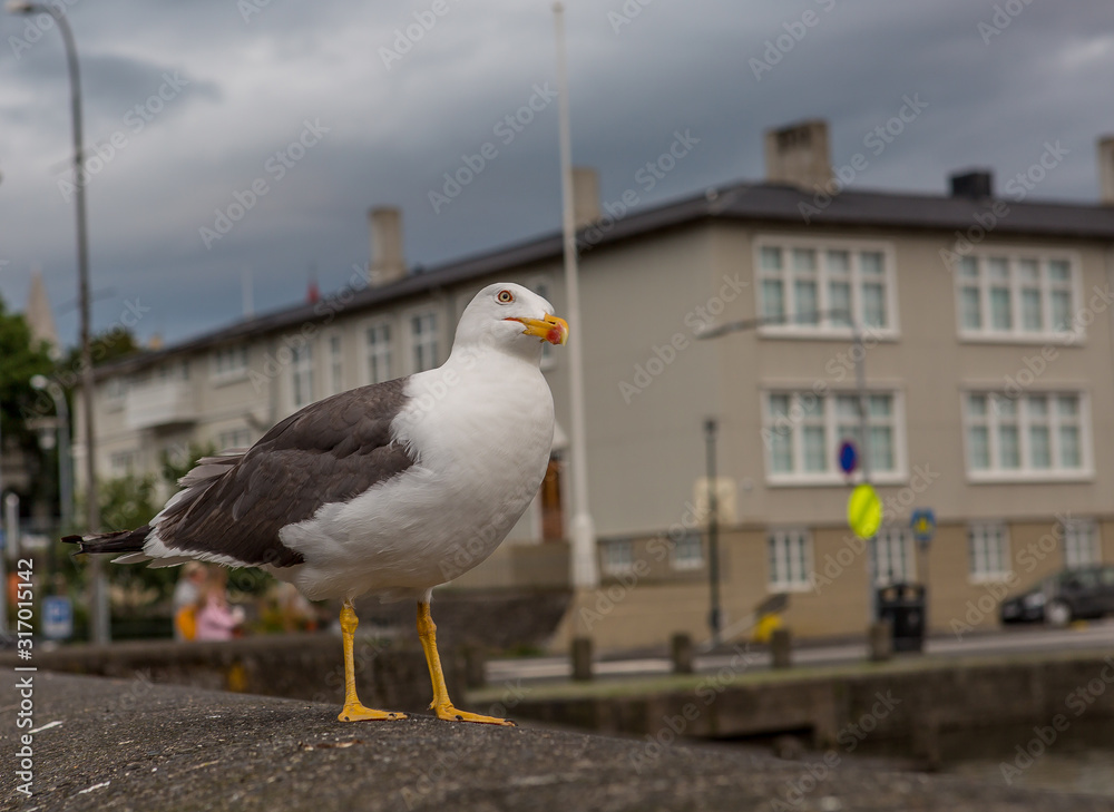 Close-up of a seagull standing on a gray stone