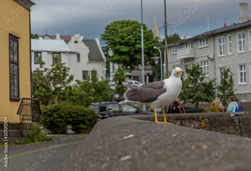Closeup of a gray-white seagull with a yellow beak and paws. The head of the seagull is turned towards the photographer.