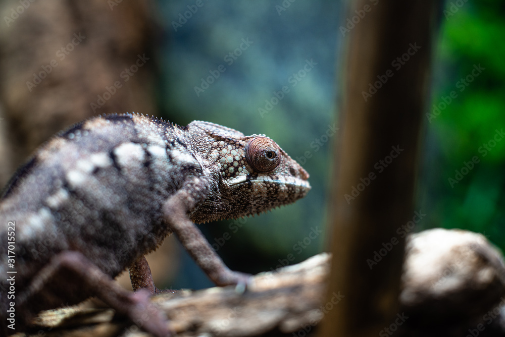 Chameleons lizard on stick stone walking looking eyes dof sharp focus space for text macro reptile jungle aquarium home pet cute Chameleons lizard on stick stone walking looking eyes dof sharp focus space for text macro reptile jungle aquarium home pet cute