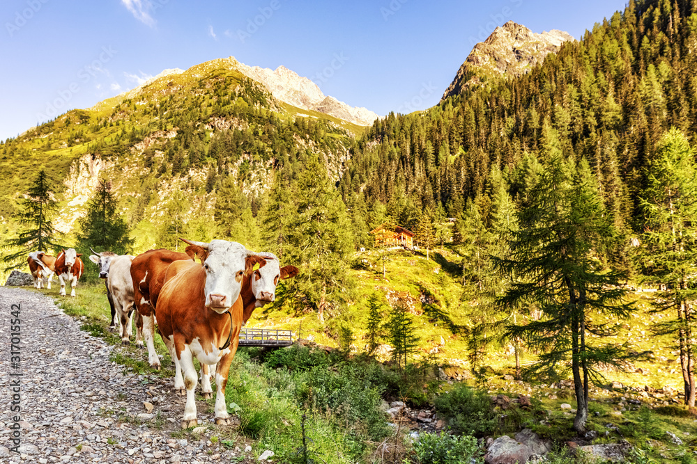 Free ranging cattle on a mountain pasture in Carinthia, Austrian Alps