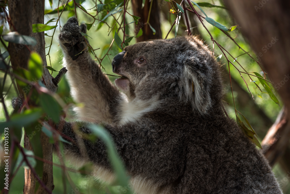 Obraz premium Koala in Phillip Island, Victoria, Australia