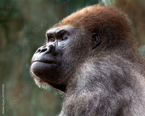 close up portrait of a gorilla in a calm reflective moment