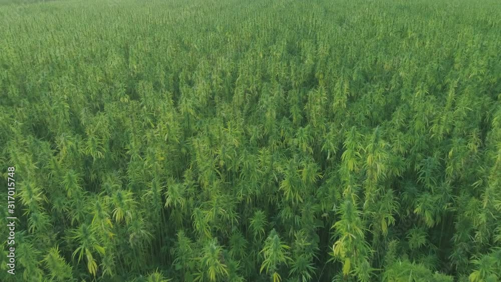 Aerial: Large Hemp Marijuana Field Drone Fly-Over Aerial: Large Hemp Marijuana Field Drone Fly-Over