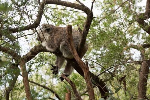 Fototapeta Naklejka Na Ścianę i Meble -  Koala in Phillip Island, Victoria, Australia