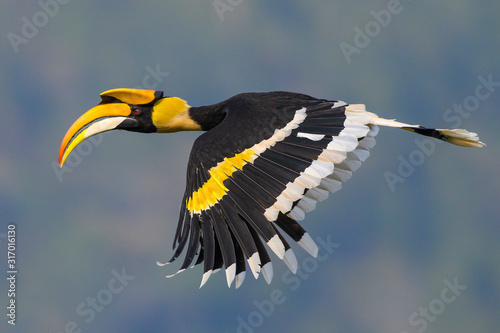 Beautiful Great Hornbill flying in nature photo