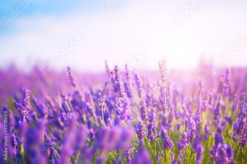 Lavender flowers in the morning sunlight. Provence, France. Macro image, shal...