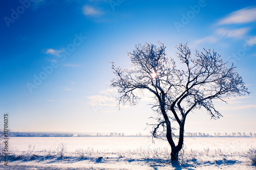 Tree in the snow-covered field against the blue sky in winter sunny day. Beautiful winter landscape. © smallredgirl