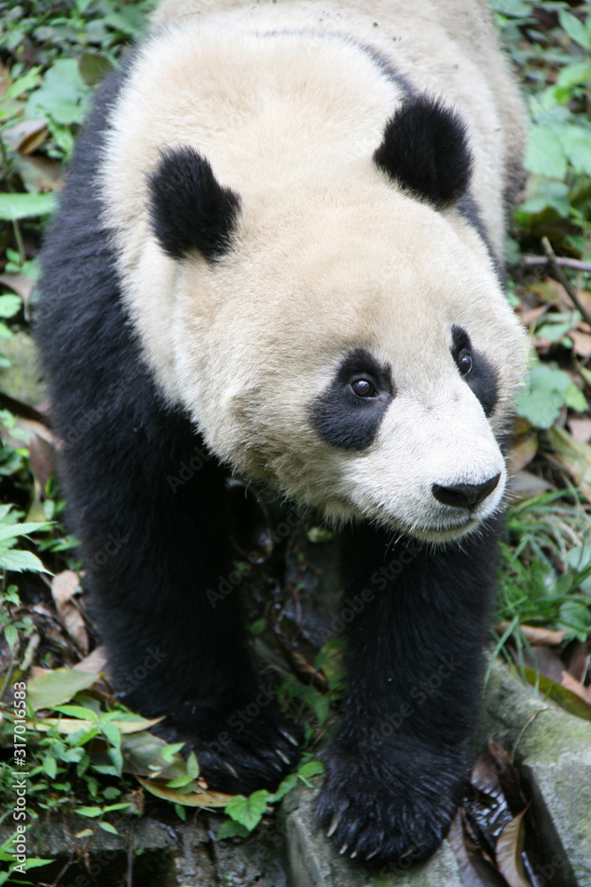 Fototapeta premium Giant panda in china 